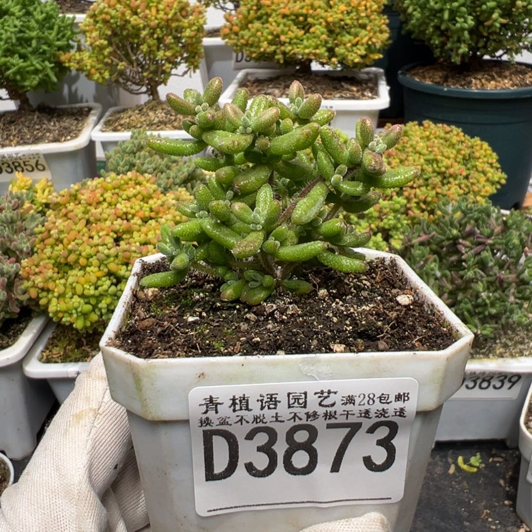 d3873红宝石枝干福利需凑单