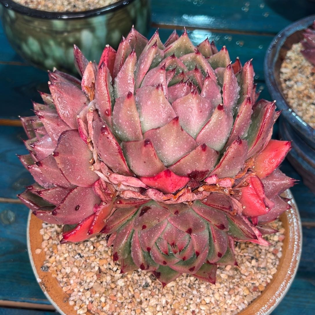 从前慢多肉精选编号0209.244