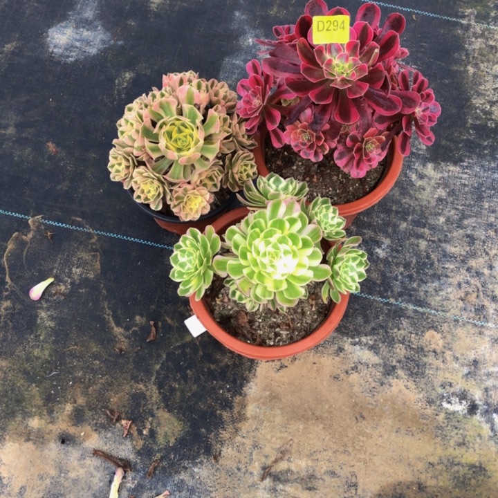 3棵多肉294000000000