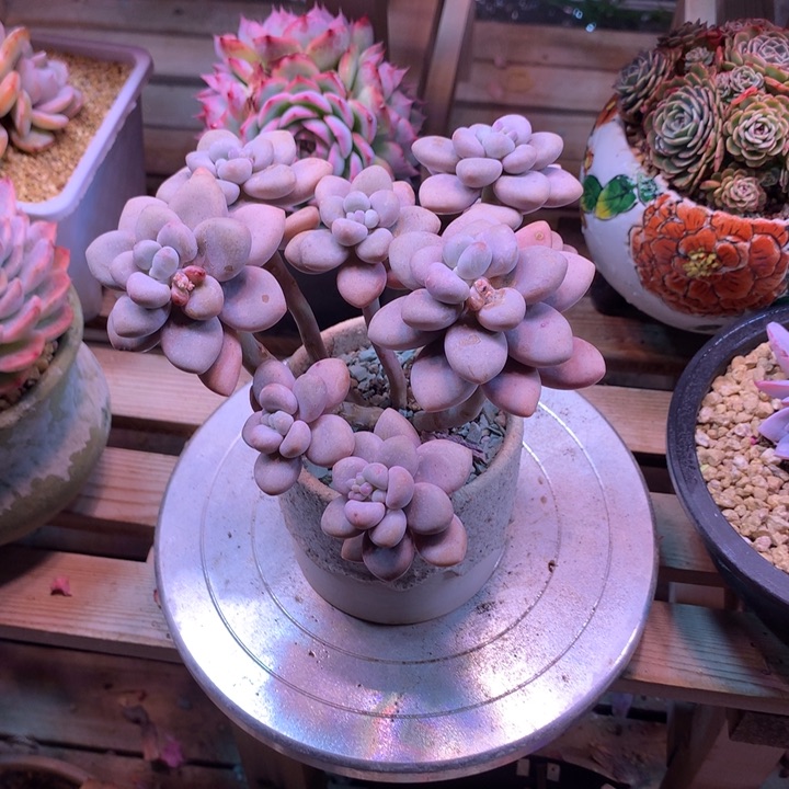 粉洛神多肉植物fhfggvv