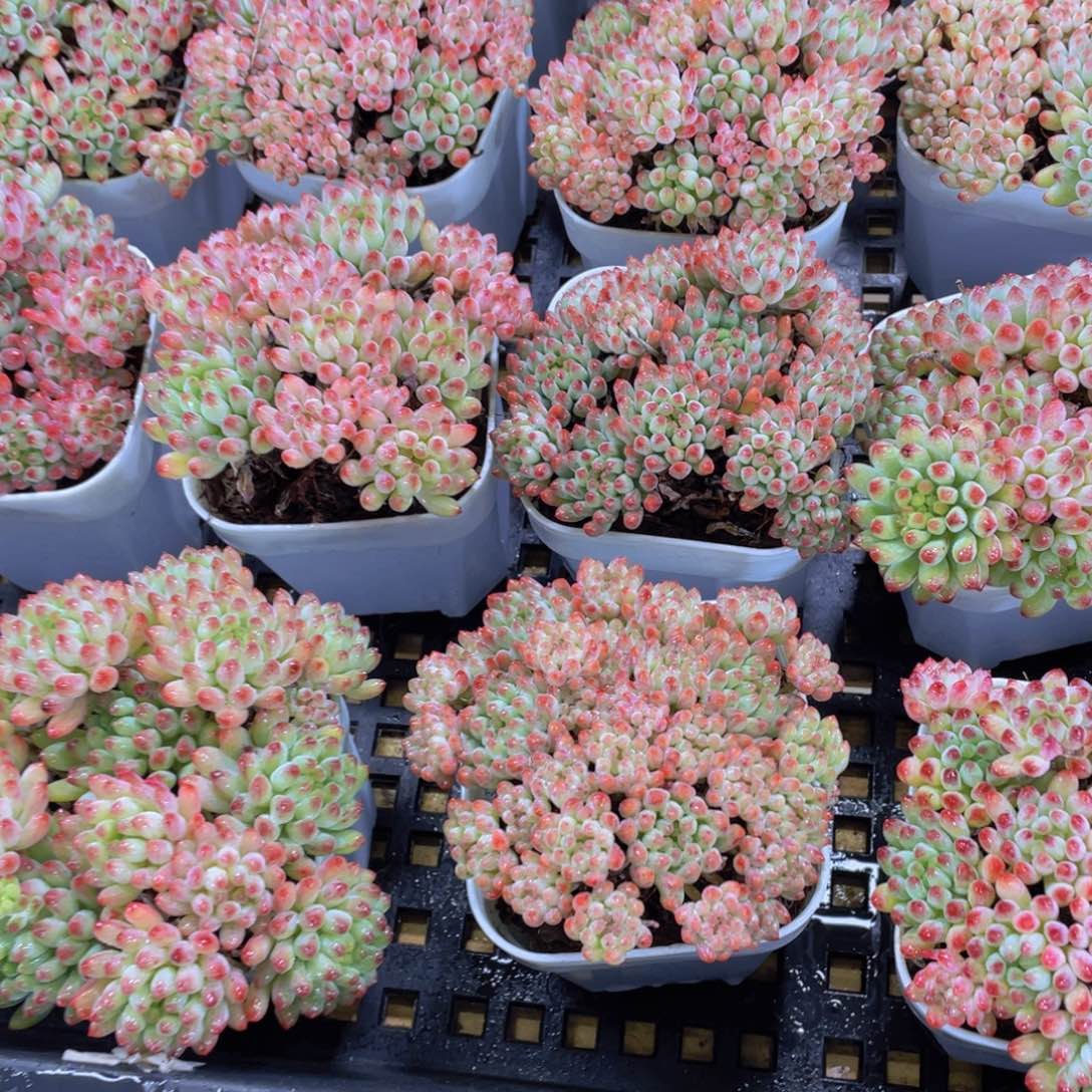 量拍128号 烟花群生一个