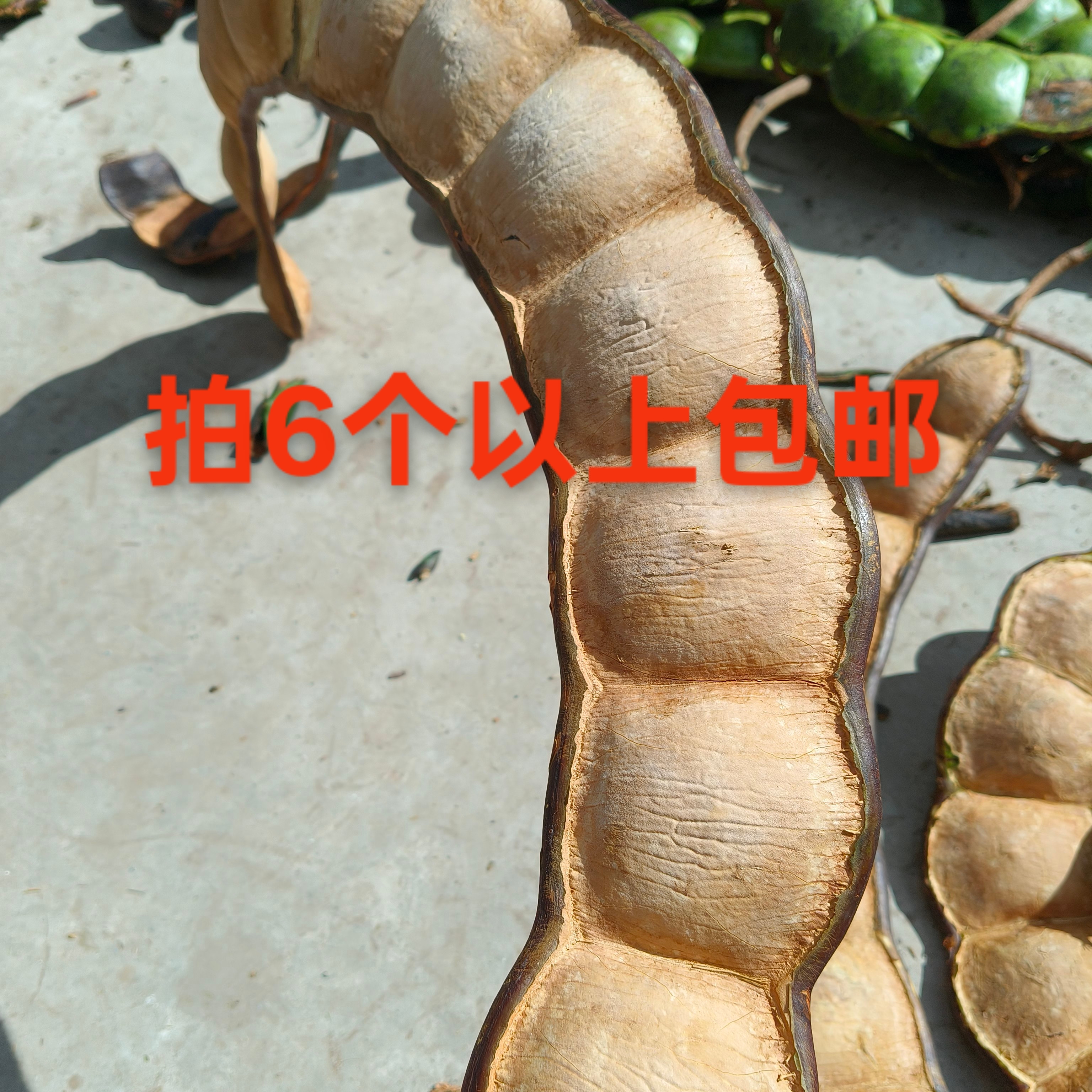 过江龙榼藤豆荚装饰文玩