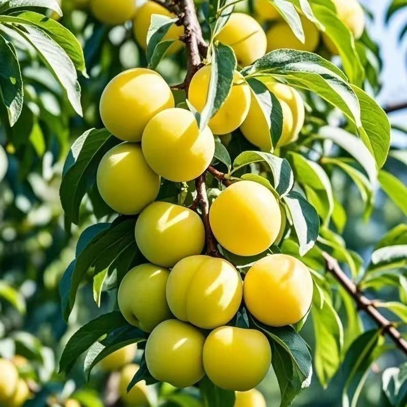 蜂糖李子树李子树苗南方种植果树大李子树