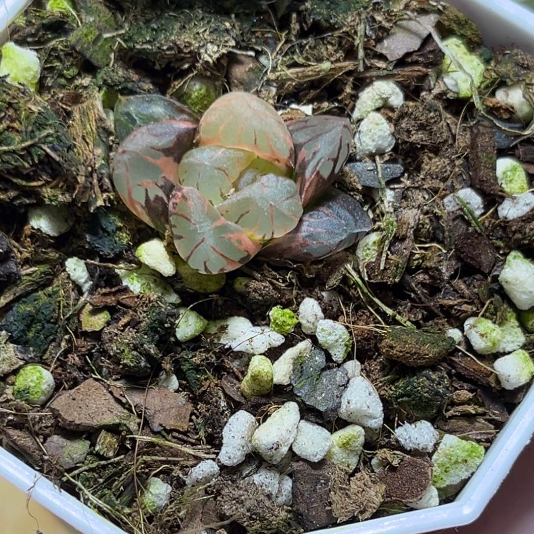 恭喜发财大吉大利0440多肉
