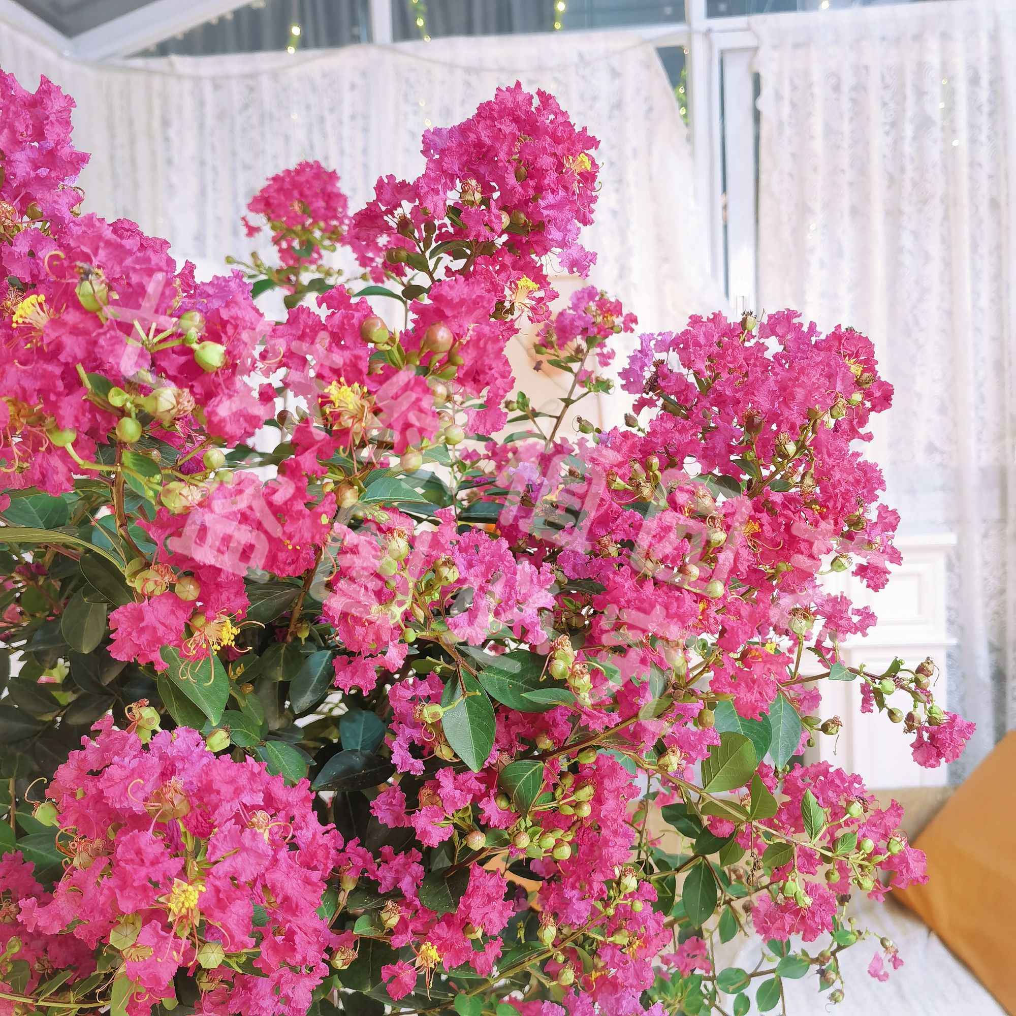 【顺丰送货上门高1米3到1米6】紫薇树棒棒糖带小花苞发