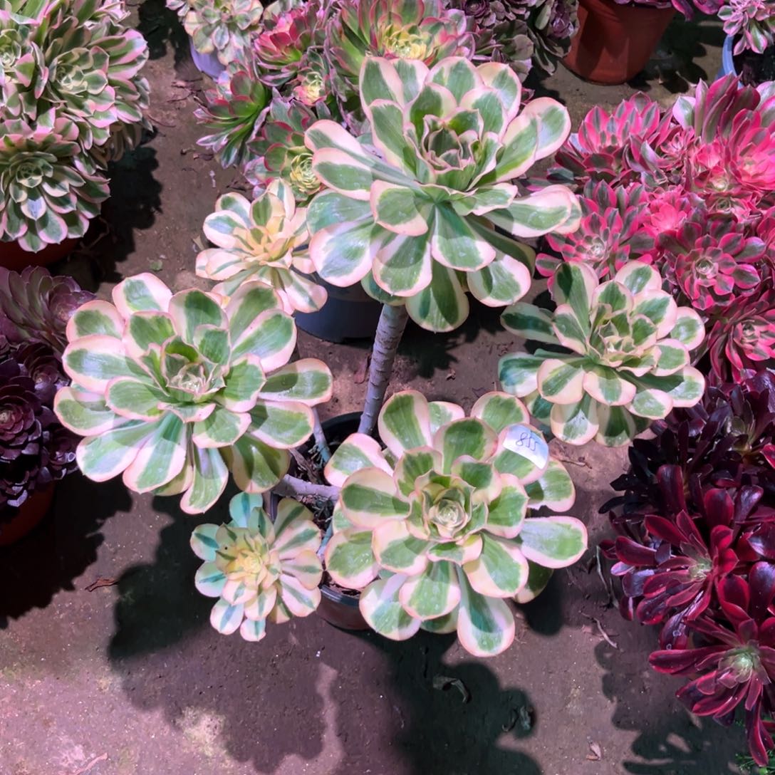 多肉植物燕姿855