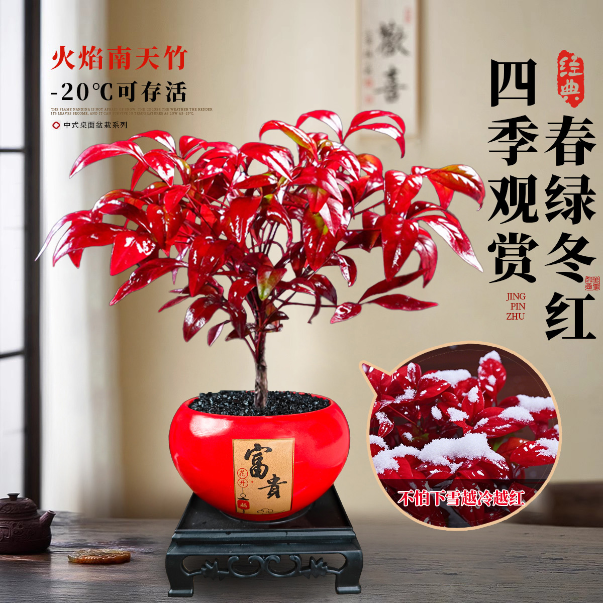 火焰南天竹盆栽观叶小盆景好养易活耐寒绿植书房茶桌办公室绿植