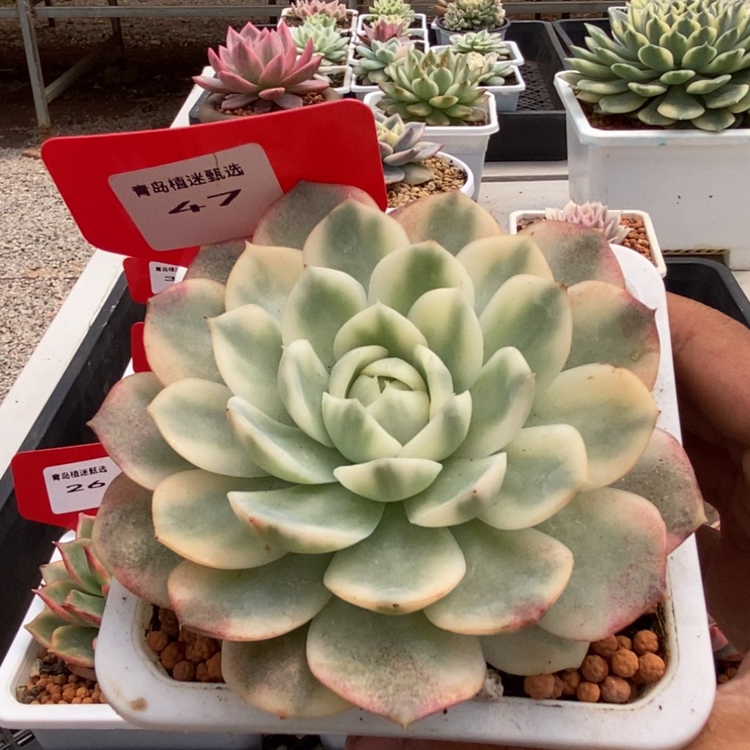 47号韩水晶锦多肉