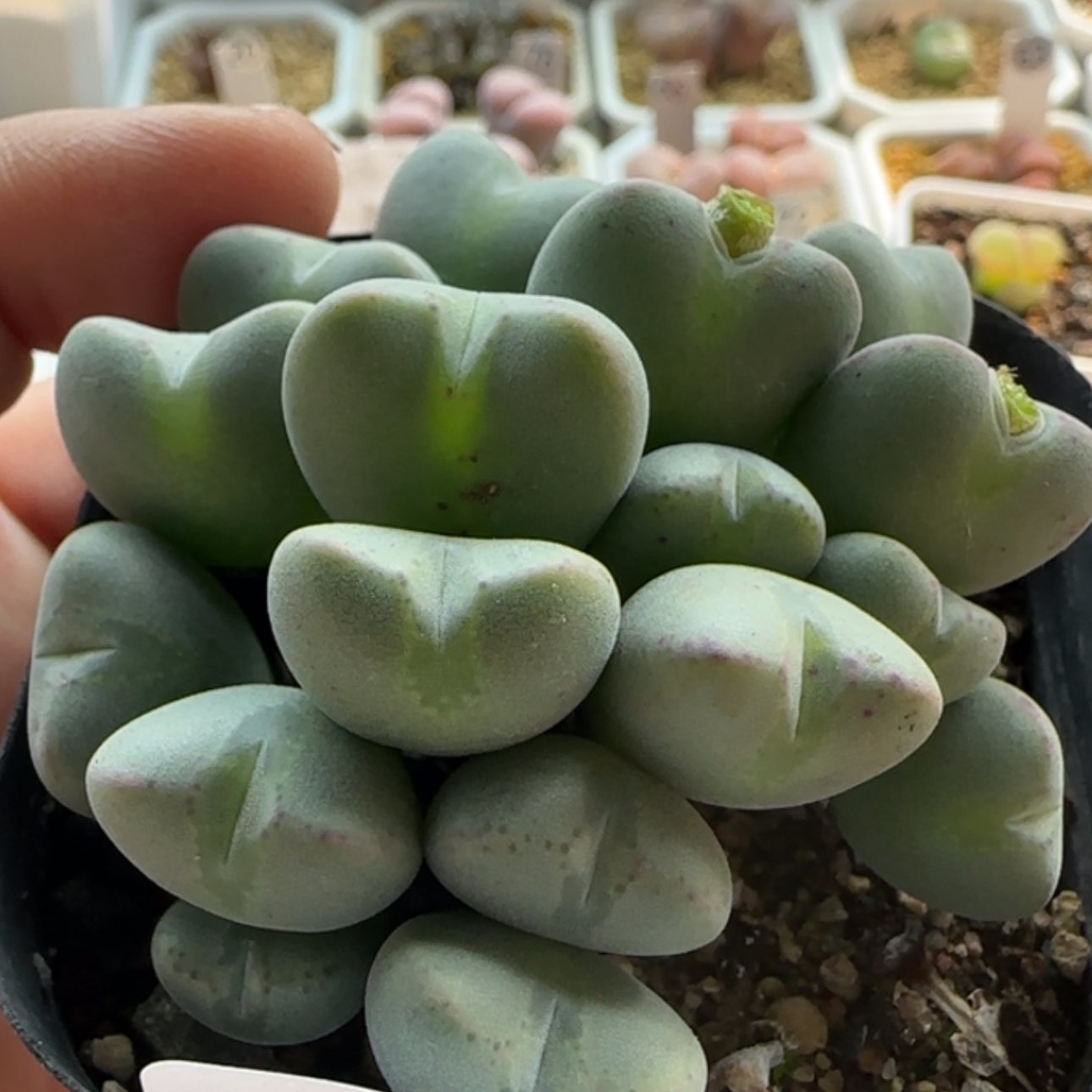 【闪购商品】20833金色手捧花