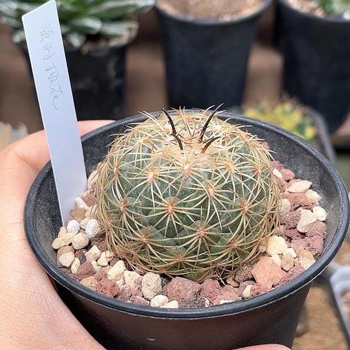 无花朵萝刺顶花球实生球一颗