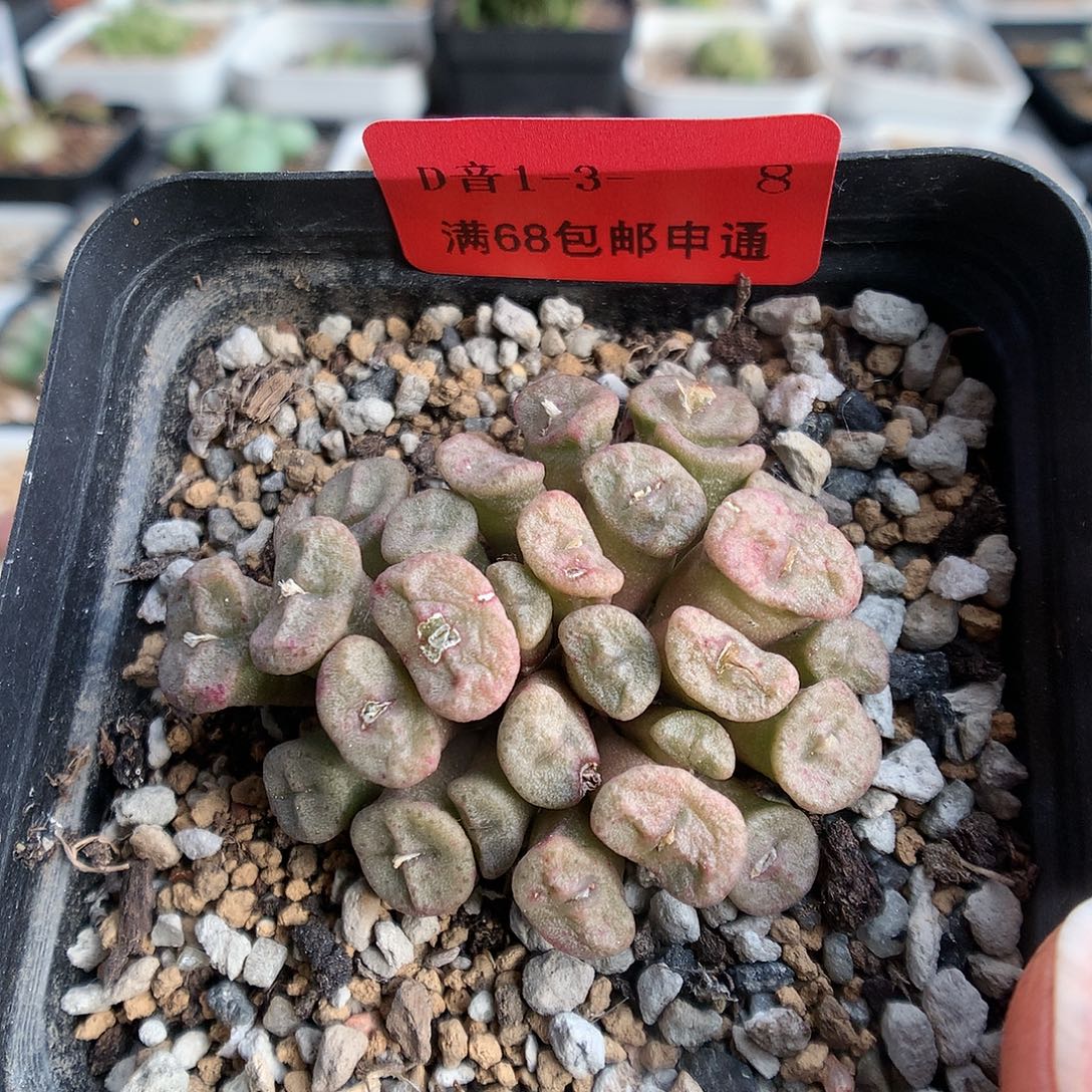 1-3-8 艾尔玛一群