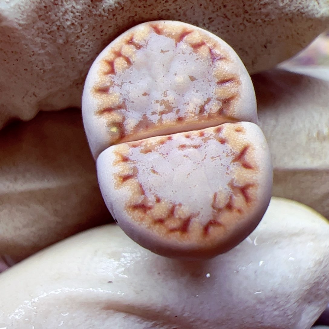 115 94优秀的肉肉113