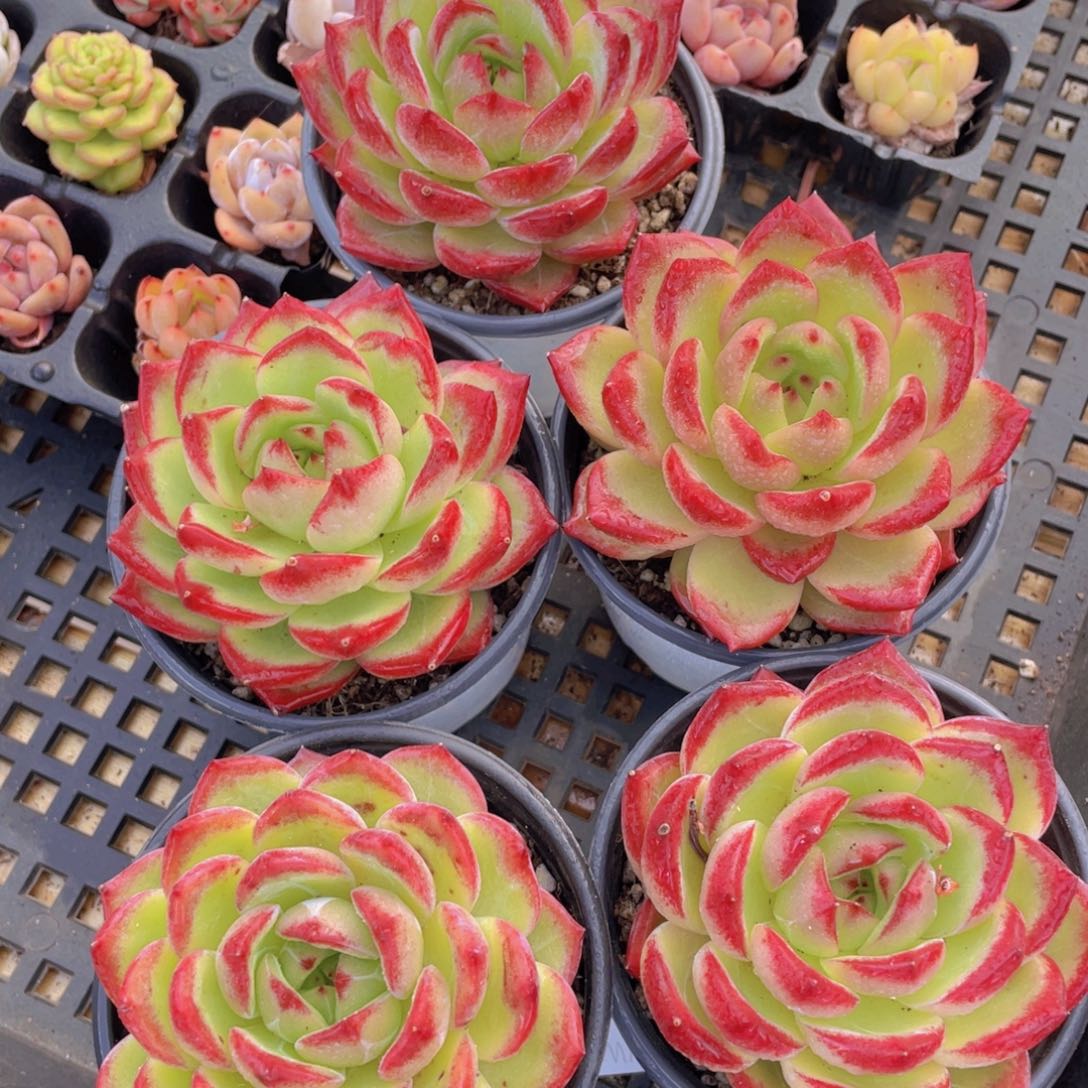 233号 宽叶冰透夜魔侠单头一个