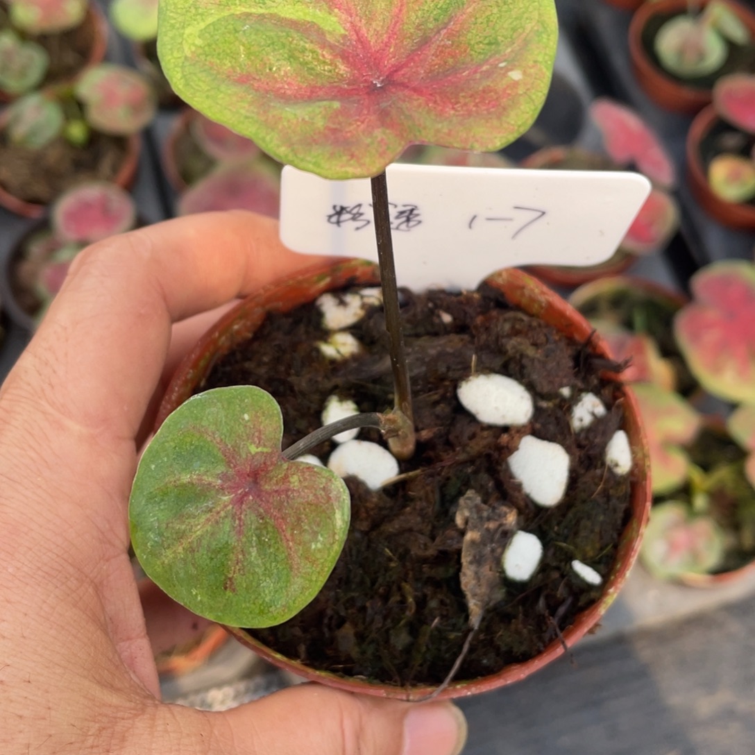 完全开放海王彩叶芋侧芽4月份