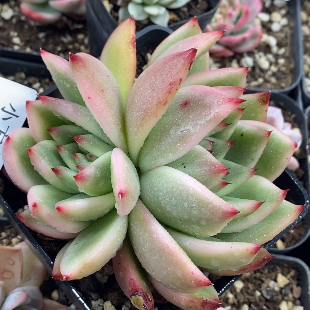 1073雪白摩根锦 小方花圃一物一拍