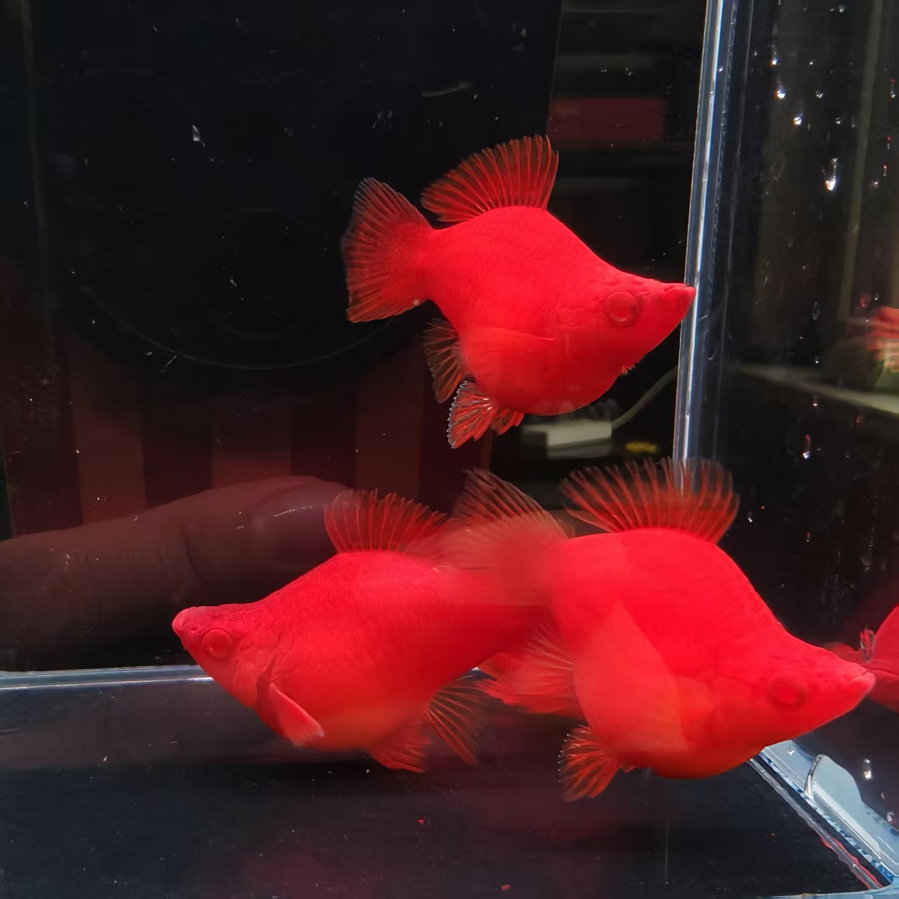 精品红箭球6条观赏鱼