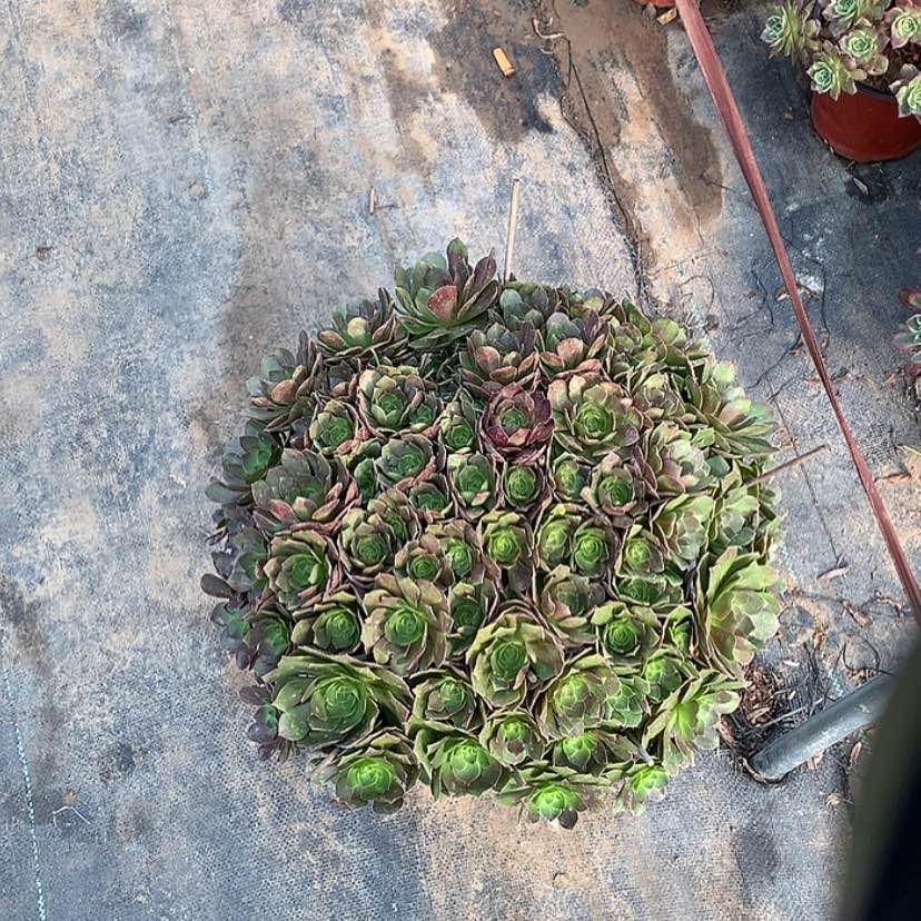 【闪购商品】42万圣节多肉