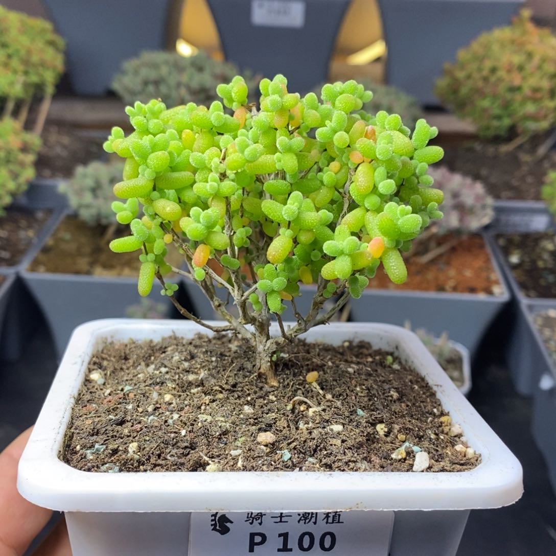 100金桔糖球枝干