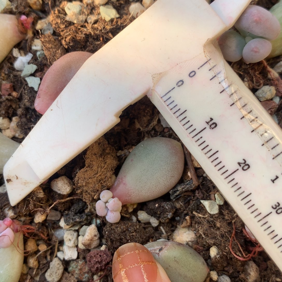 加菲猫或者咖啡猫 不凑满28元发一片叶 不售后 到付