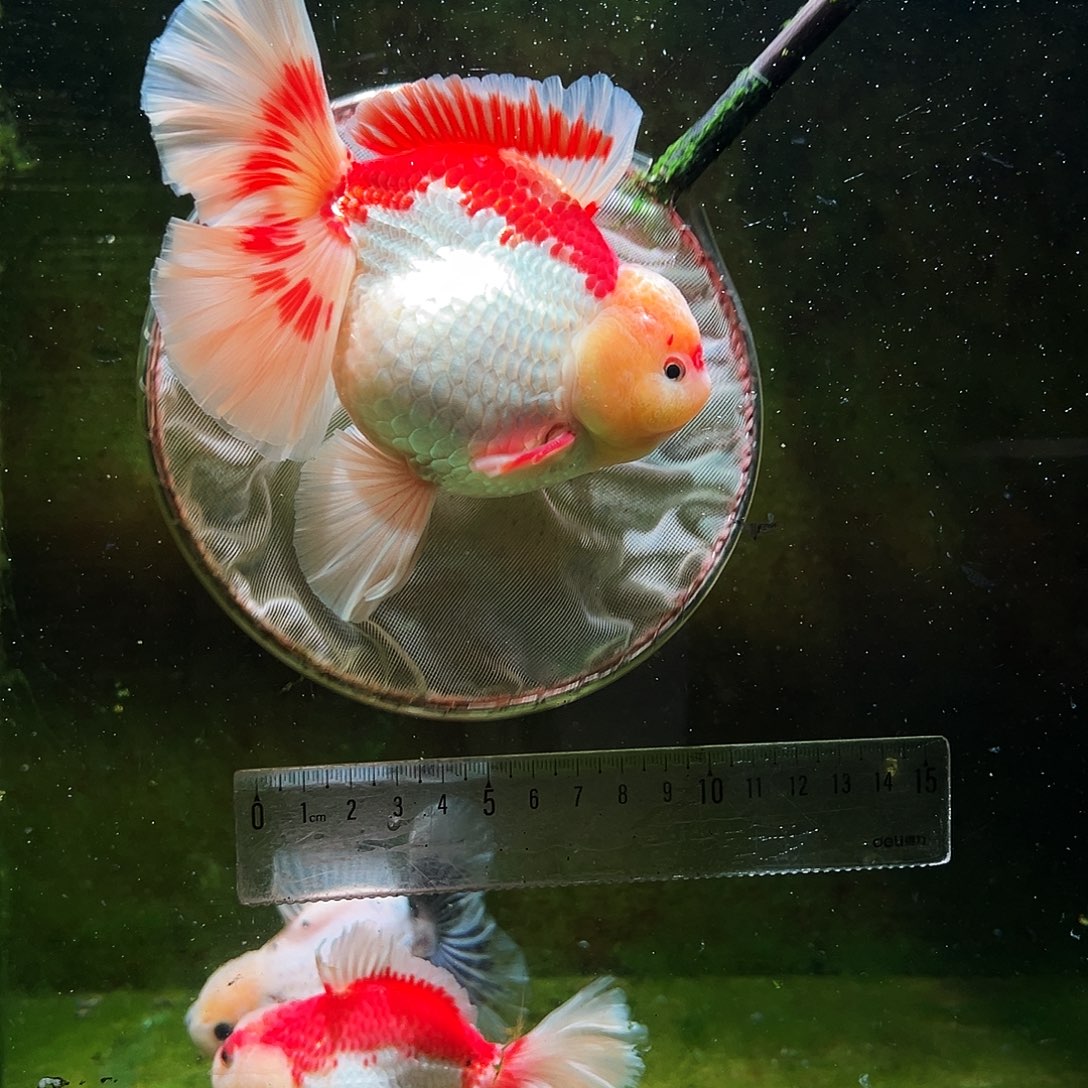 金鱼冷水金鱼百褶泰狮