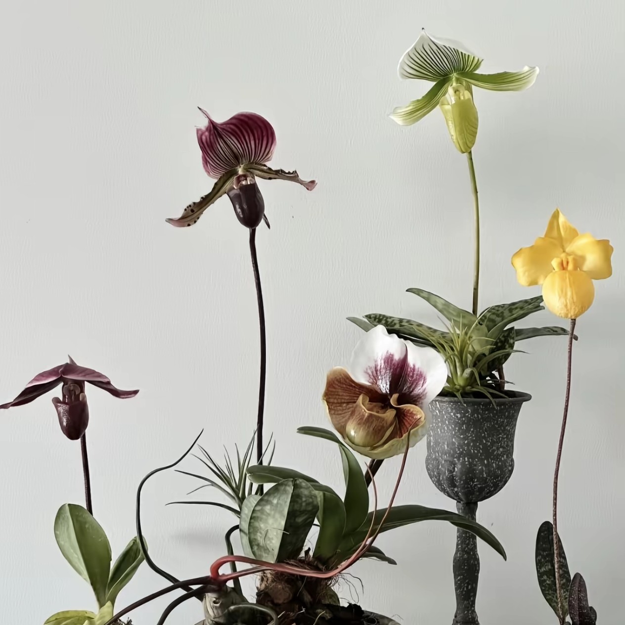 直播间一物一拍链接，请勿私自拍。各种文山特色兜兰，兰花，石斛