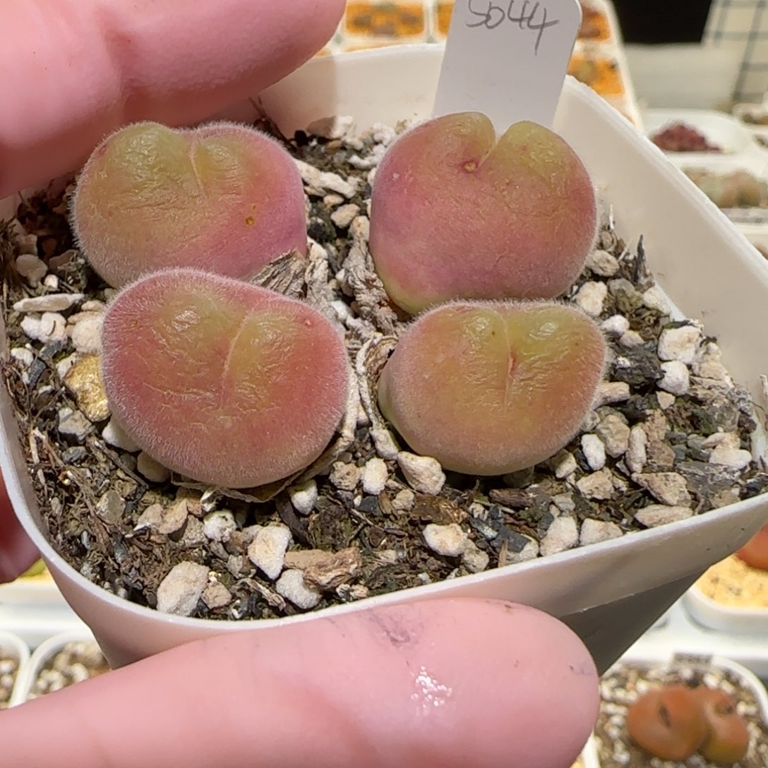 肉锥多肉植物百科-长毛翠滴942