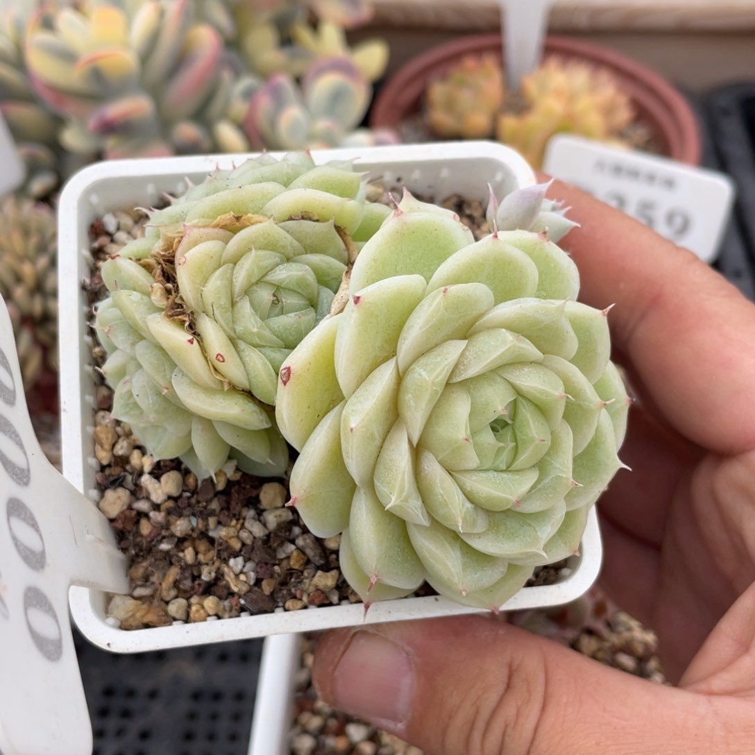 0006白杂不带盆8厘米