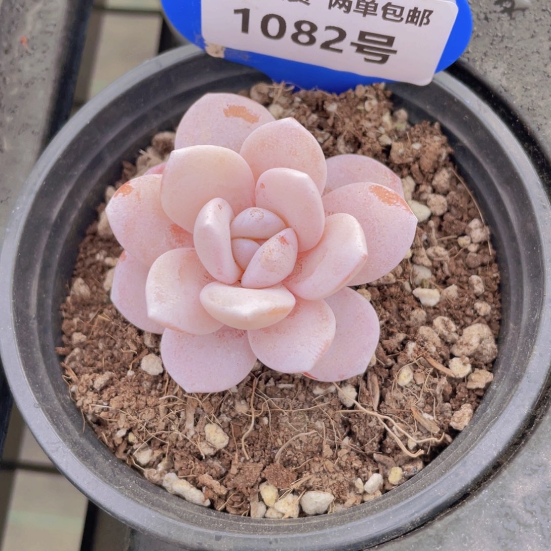 1082号 全状态雪莲单头