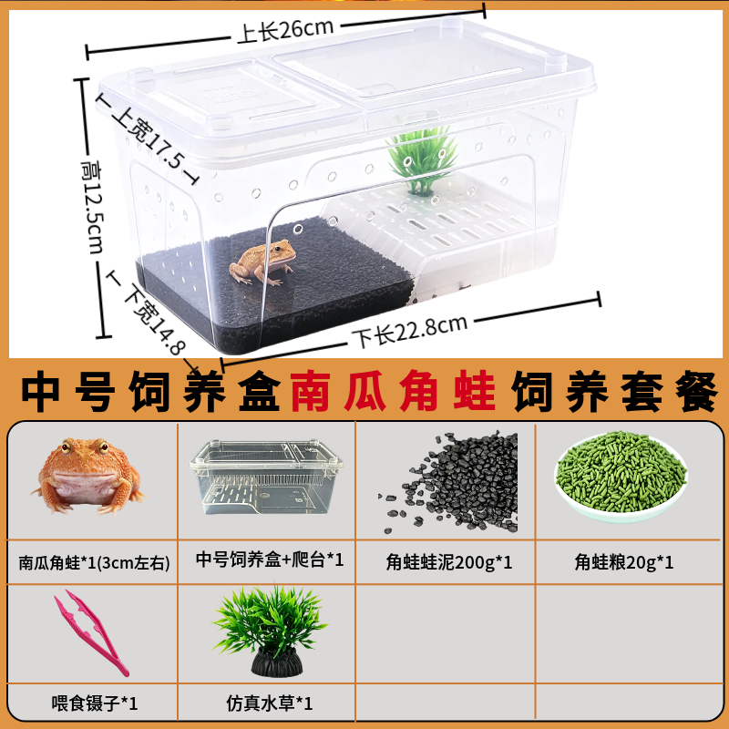 角蛙活体宠物黄金角蛙绿蛙角蛙泥角蛙粮饲养盒蛙饲料宠物青蛙活物