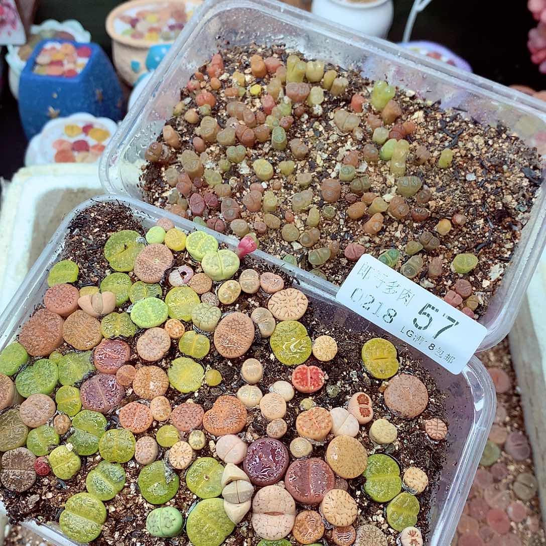 郎哥多肉生石花18-57