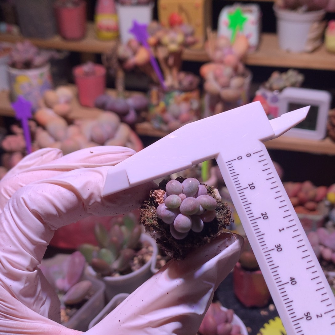 汤圆奶多肉群生汤圆