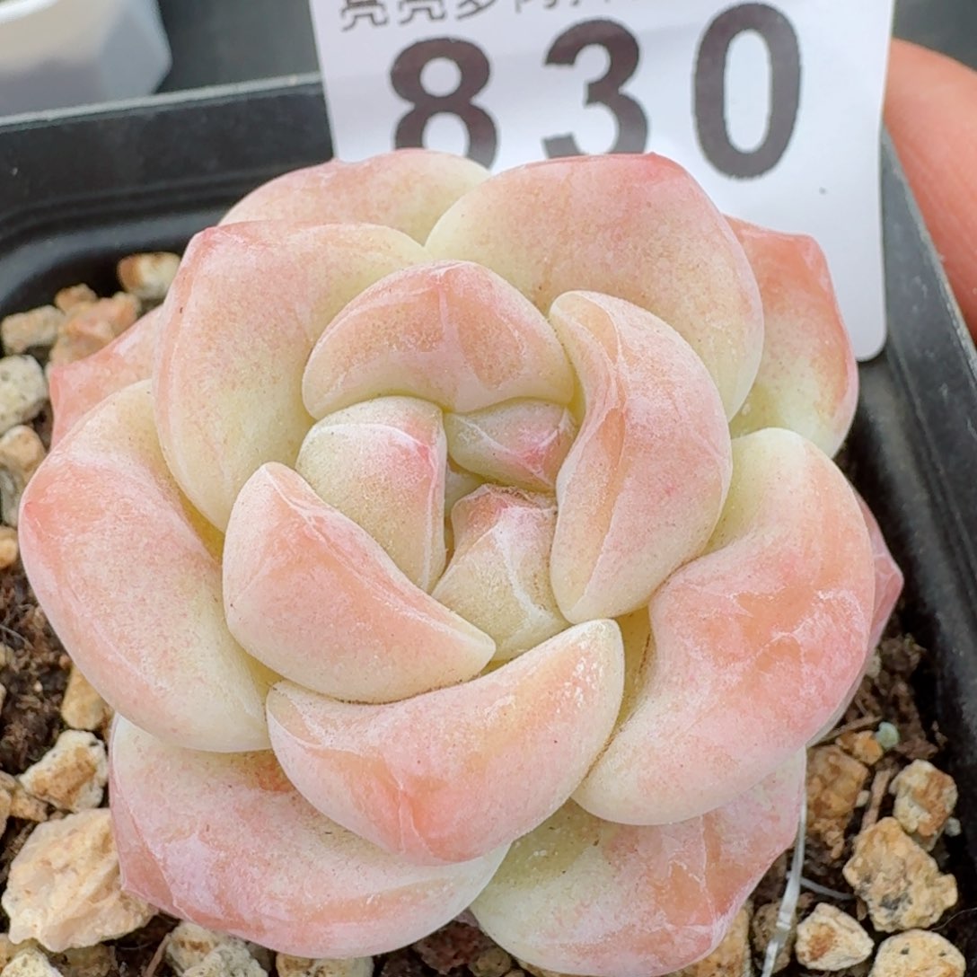 石化冰玉       精品多肉