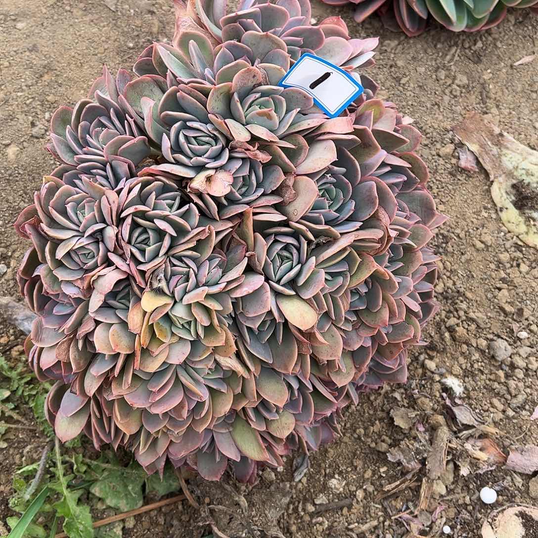 木***月1号绮罗缀化一物一拍
