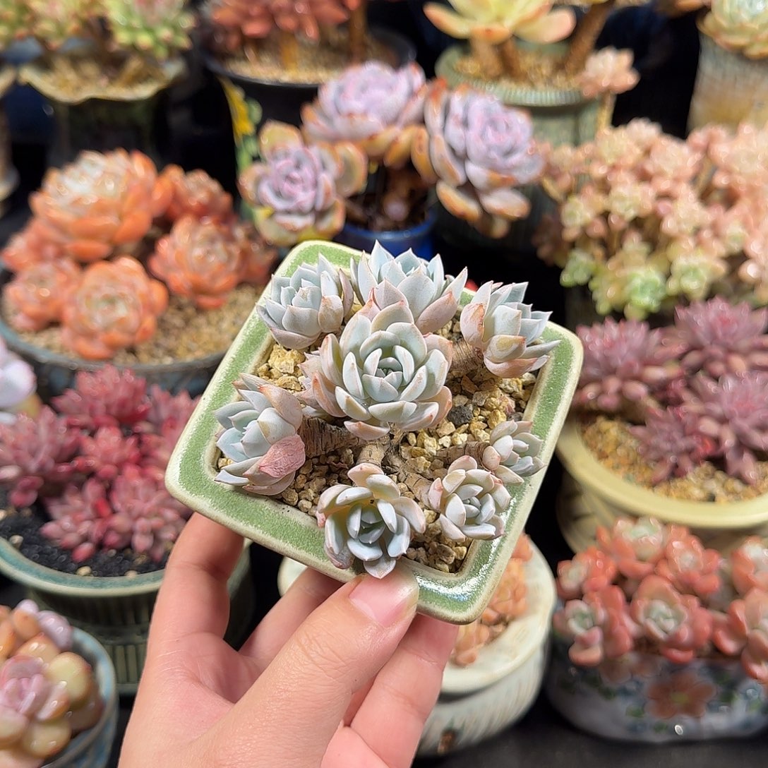 白茶10cm带盆土发货