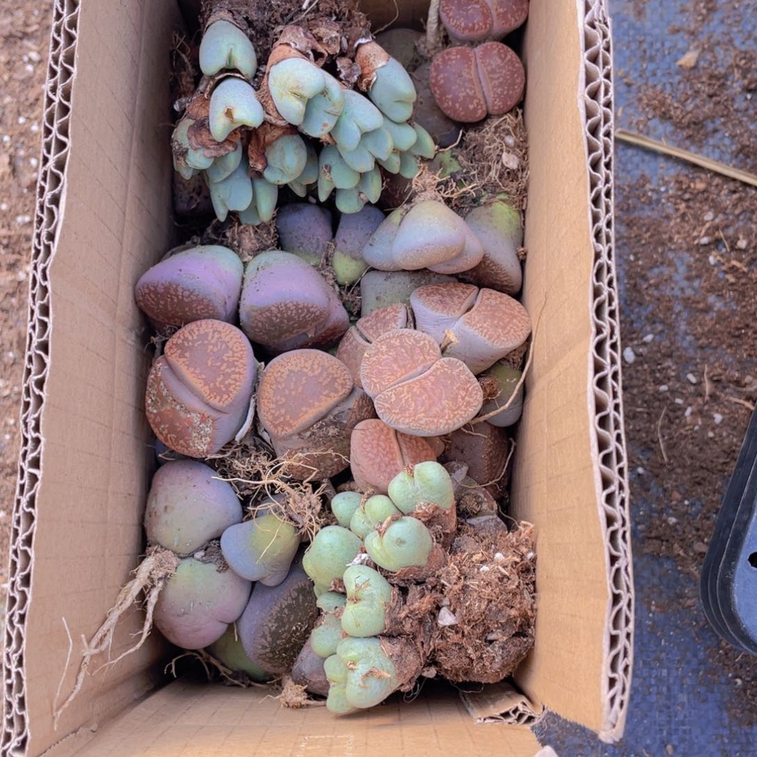 一箱母本88888888885