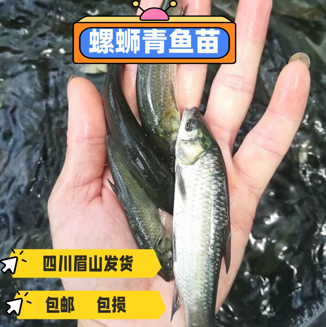 浅水湾渔业 螺蛳青鱼 水族 宠物鱼