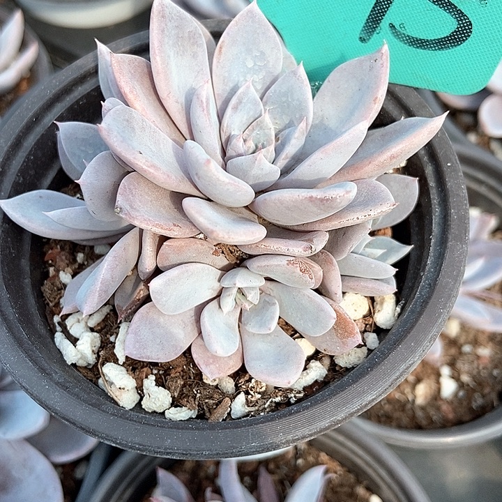 ****࿐多肉植物青鬼1575多肉