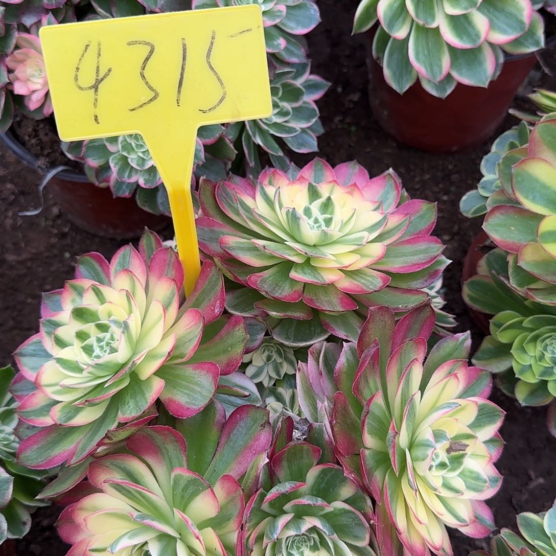 4315--+多头多肉植物