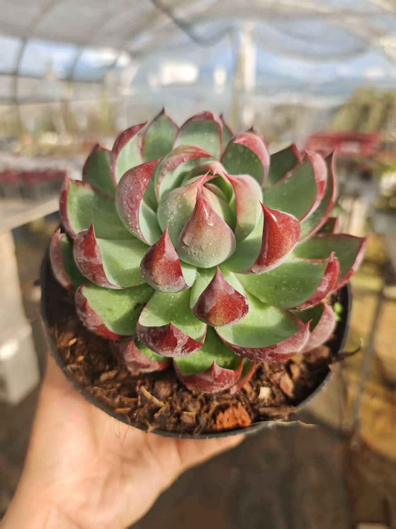 惊鸿仙子   11多肉