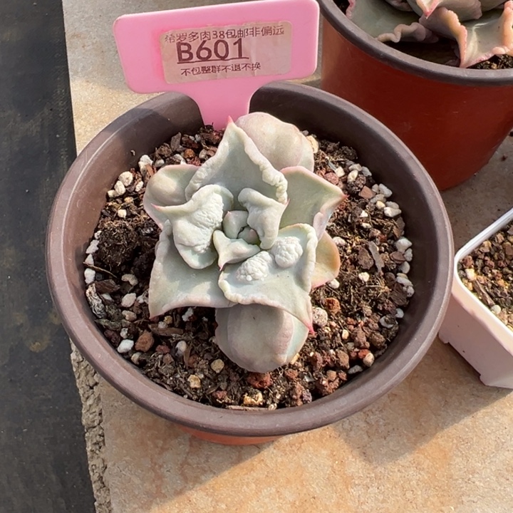 寒***雨留财石化6cm多肉植物