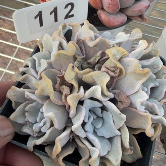 112芭蕾舞者一物一拍多肉