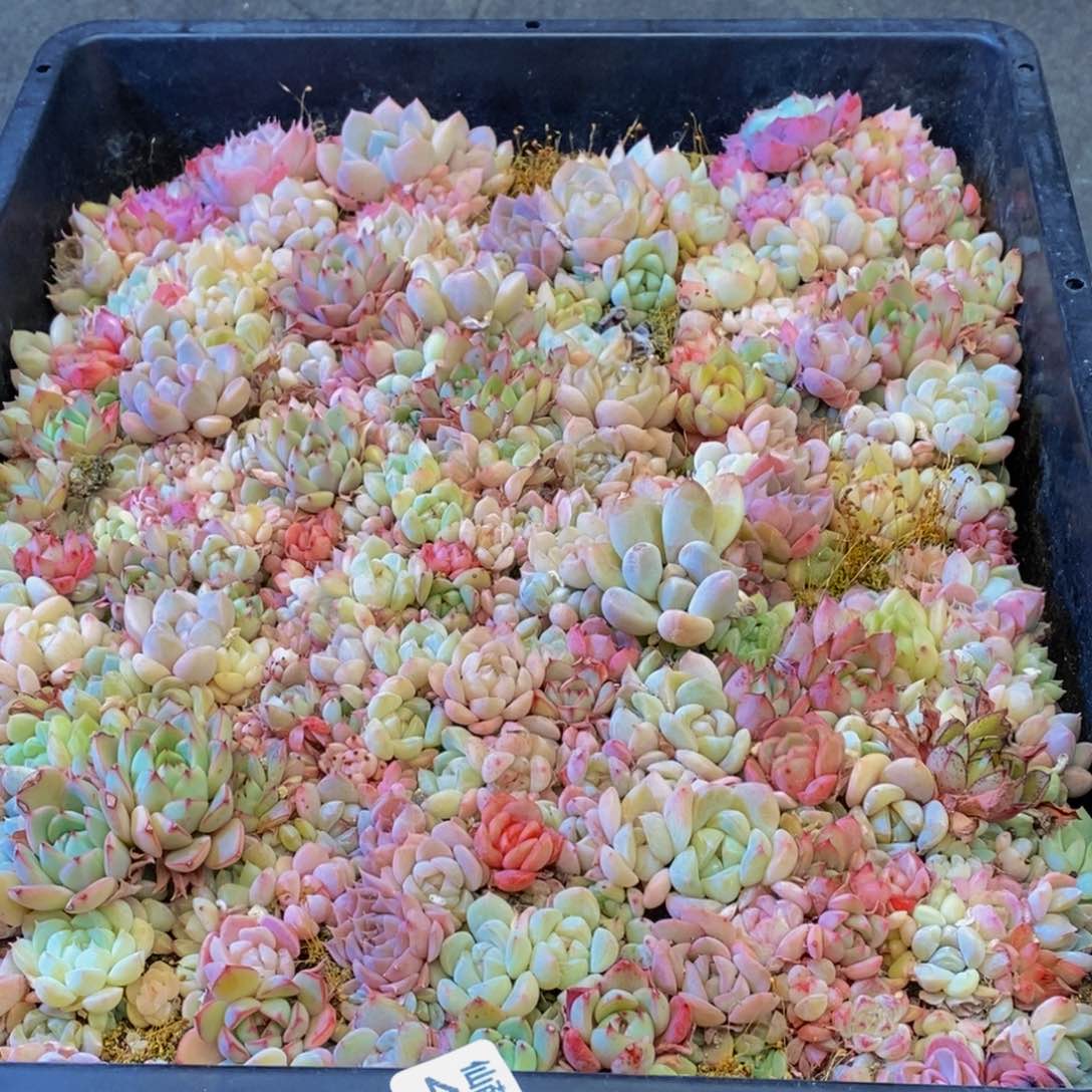 479多肉植物保护研究所所长的