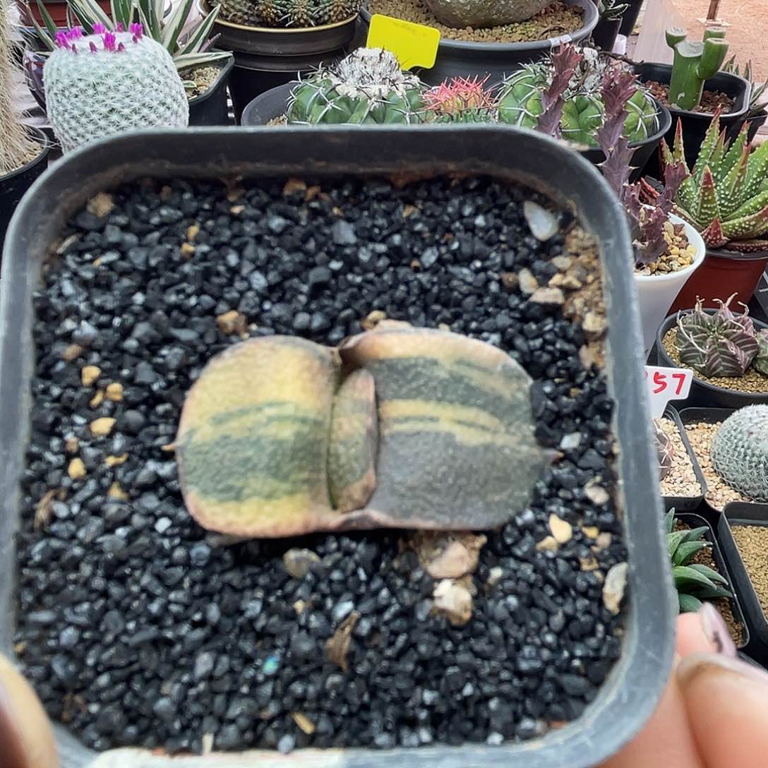 实生卧牛锦仙人球多肉