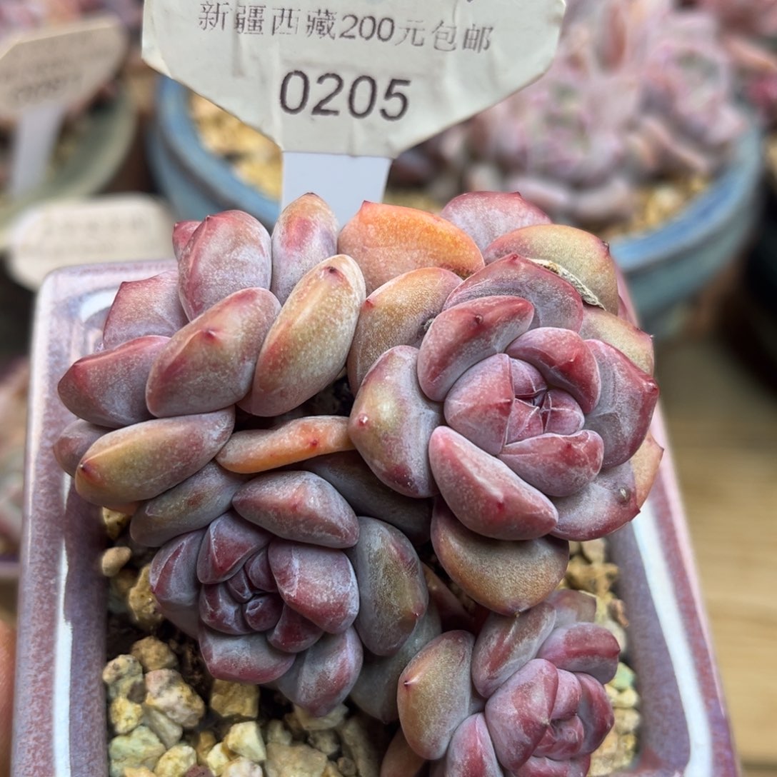 紫皮紫心205/7cm5头