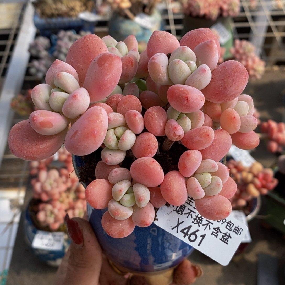 樱花洛神461/9cm多肉