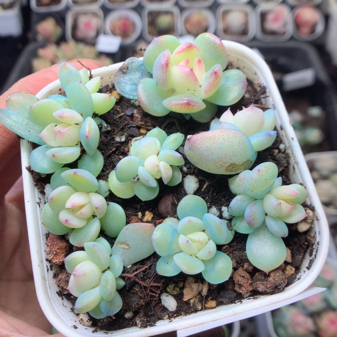 无花朵R143。 蜜糖甜心yyyy