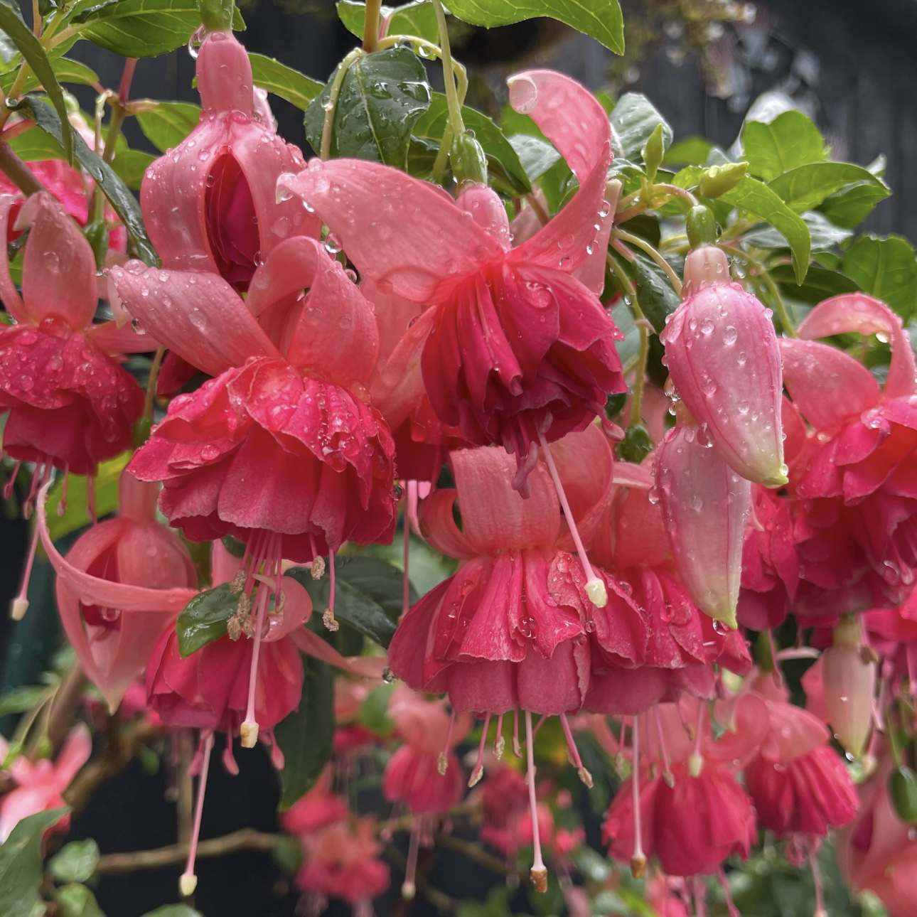 【艾拉公主】倒挂金钟灯笼花 粉色大花重瓣带花苞盆栽 四季开花