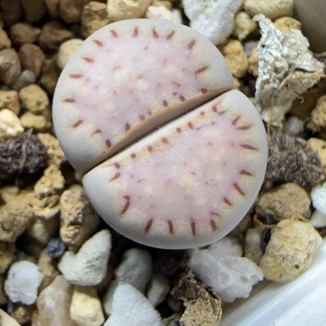 12.5.1621.015饼干9020尺寸1.3cm