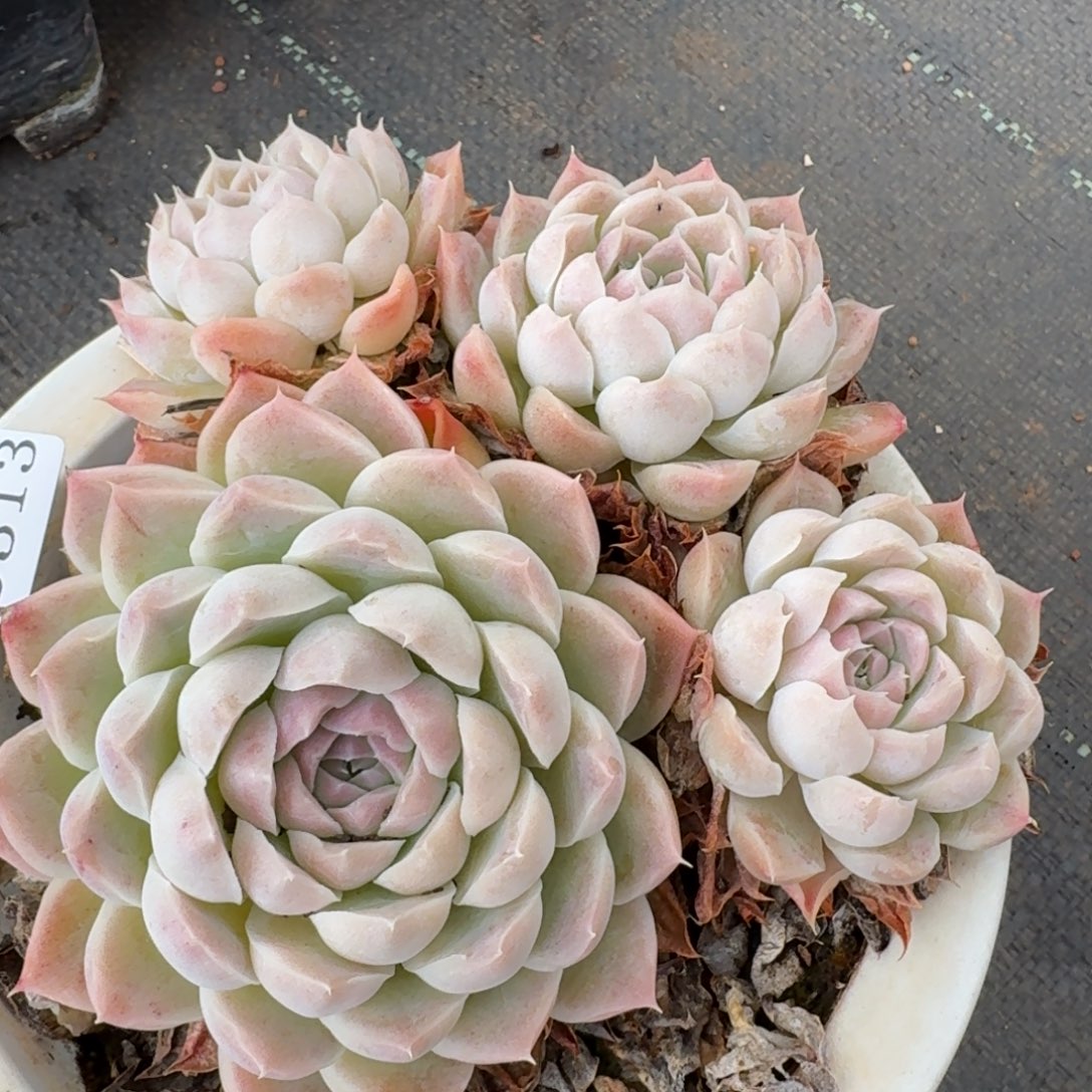 9313新年快乐发发发