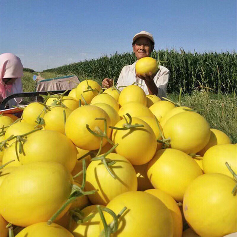 正宗甘肃民勤蜜瓜产地直发新鲜沙漠黄河蜜瓜